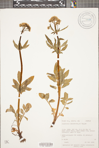 Valeriana occidentalis image