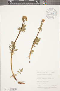 Valeriana occidentalis image