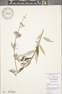 Caryopteris x clandonensis image