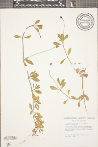 Phyla nodiflora image