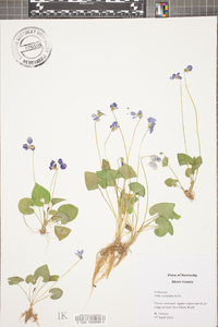 Viola cucullata image