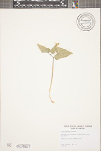 Viola hastata image