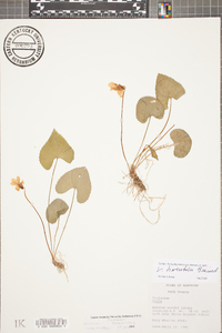 Viola hirsutula image