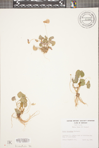 Viola hastata image