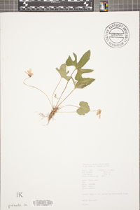 Viola palmata image