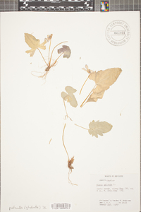 Viola palmata image