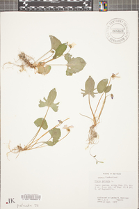 Viola palmata image