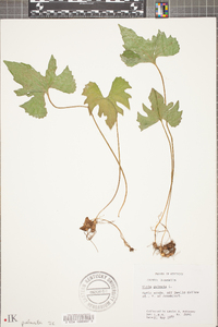 Viola palmata image