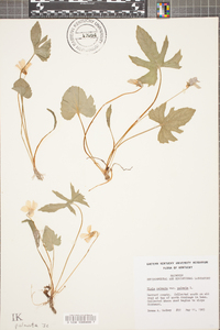 Viola palmata image