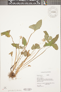 Viola palmata image