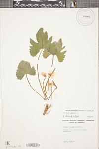 Viola palmata image