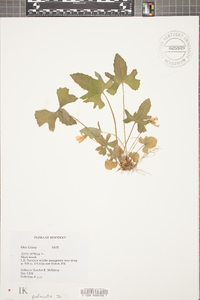 Viola palmata image