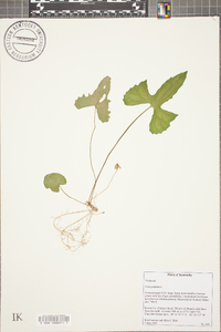 Viola palmata image