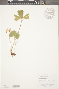 Viola palmata image