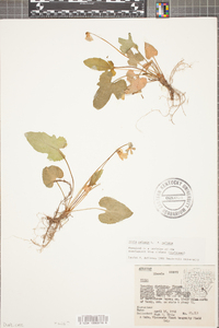 Viola palmata image