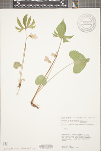 Viola palmata image