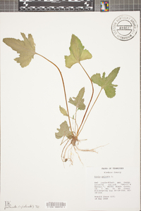 Viola palmata image