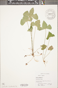 Viola palmata image