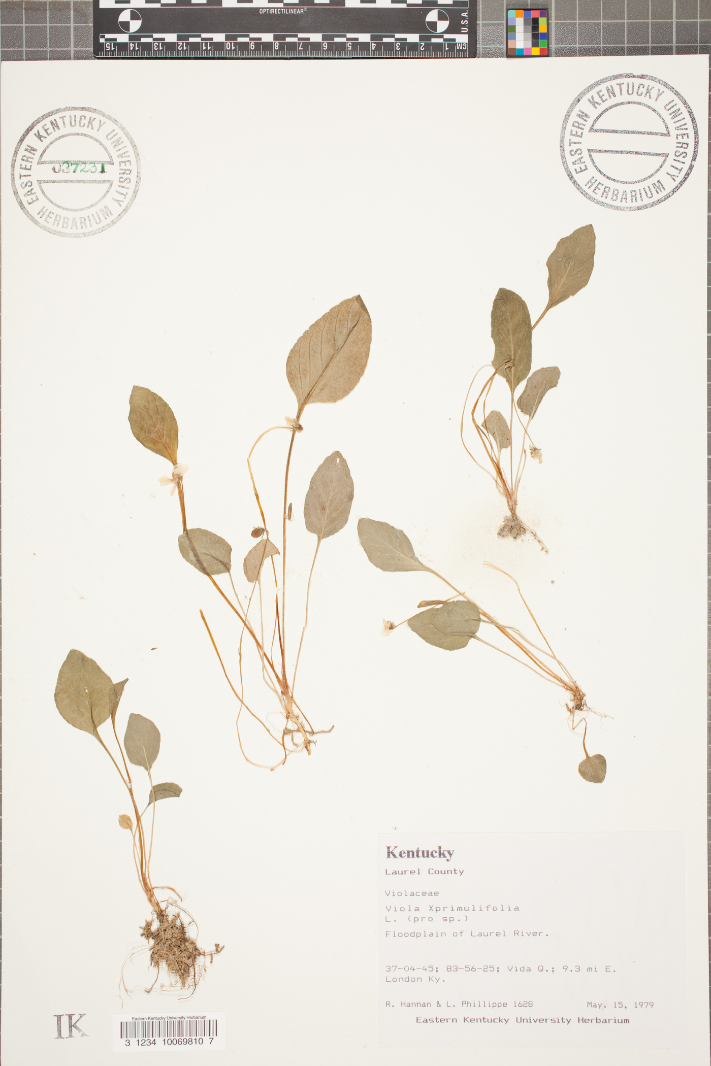 Viola primulifolia subsp. villosa image