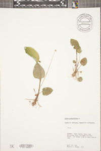 Viola primulifolia image