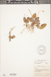 Viola primulifolia image