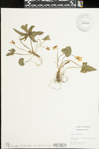 Viola palmata image