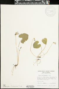 Viola palmata image