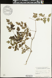 Ampelopsis arborea image