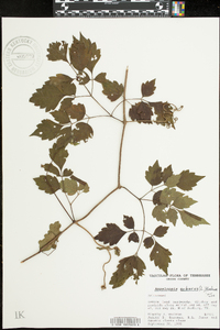 Ampelopsis arborea image