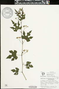 Ampelopsis brevipedunculata var. maximowiczii image