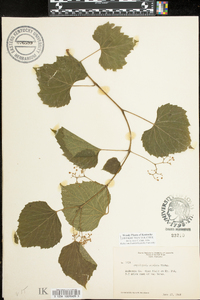 Ampelopsis cordata image