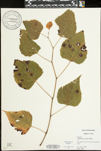 Ampelopsis cordata image