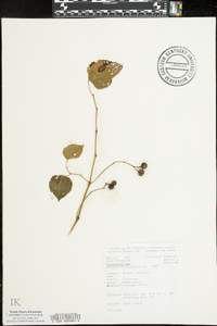 Ampelopsis cordata image