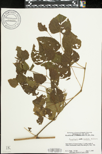 Ampelopsis cordata image