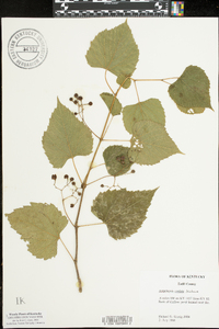 Ampelopsis cordata image