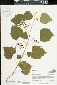 Ampelopsis cordata image