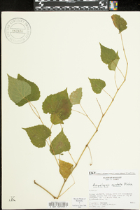 Ampelopsis cordata image