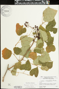 Ampelopsis cordata image