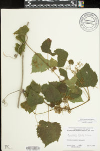 Ampelopsis cordata image