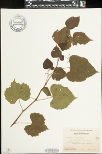 Ampelopsis cordata image