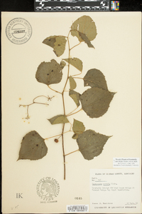 Ampelopsis cordata image