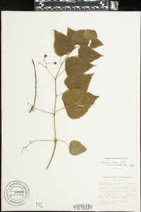 Ampelopsis cordata image