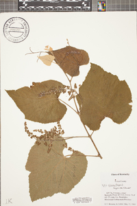 Vitis cinerea image