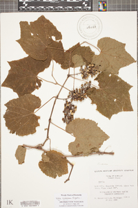 Vitis cinerea image