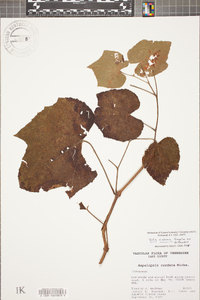 Vitis cinerea image