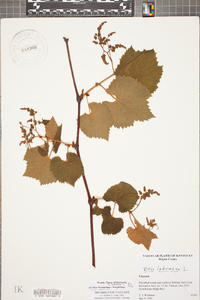 Vitis labrusca image