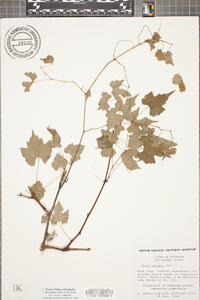 Vitis palmata image