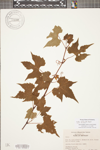 Vitis palmata image