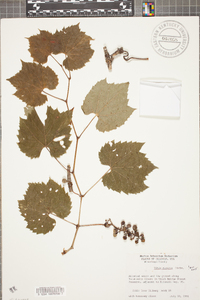 Vitis riparia image