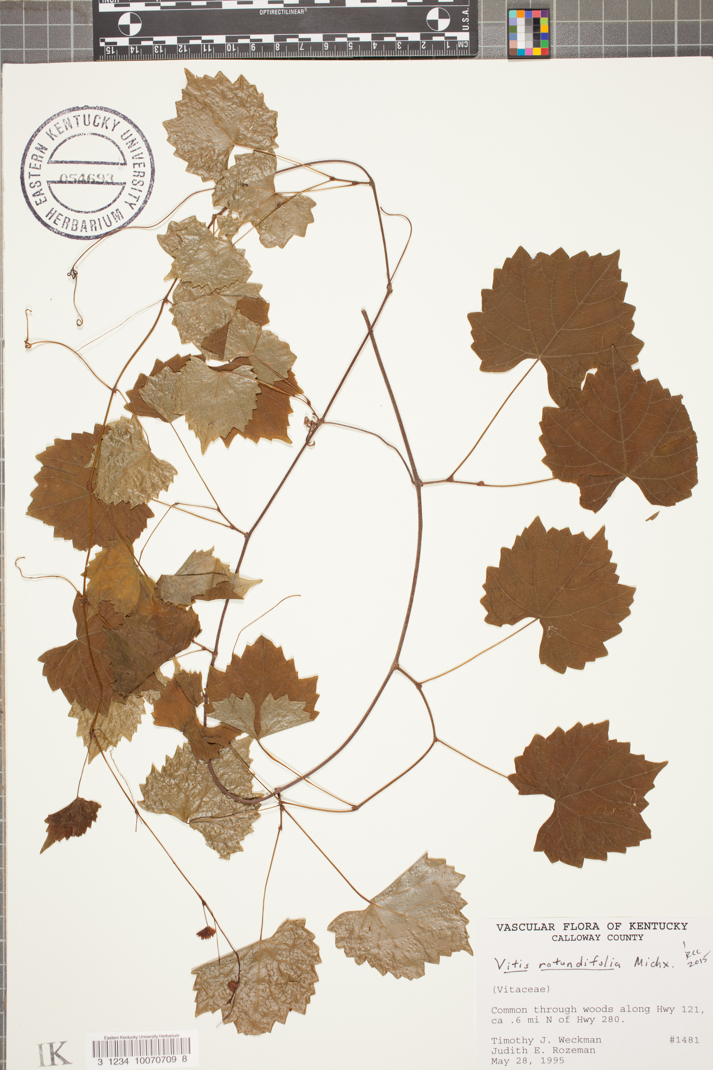 Vitis rotundifolia image